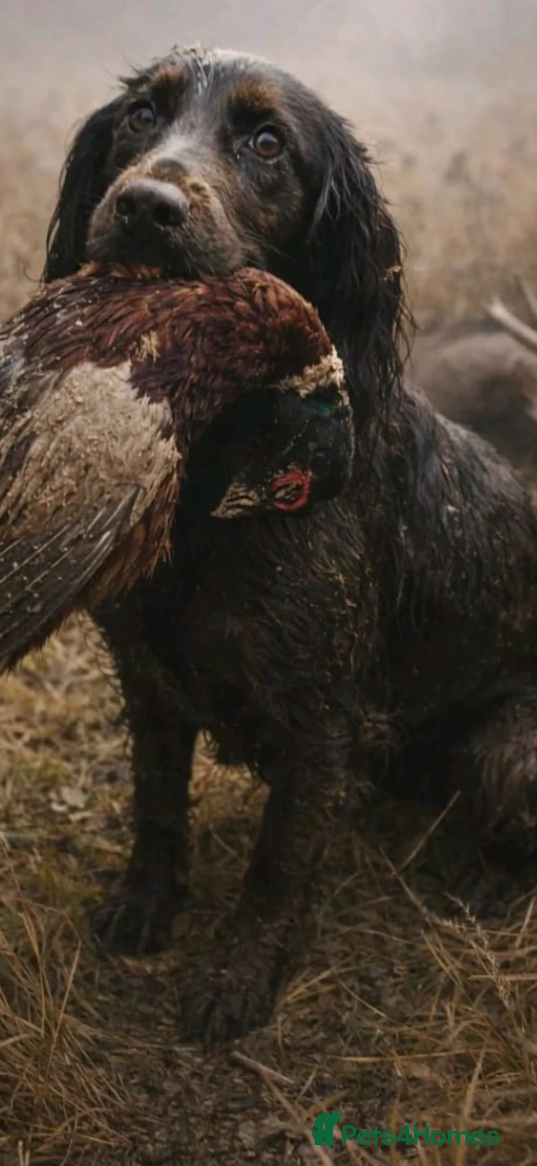 Cocker Spaniel dogs for sale: Cocker spaniel boys - Advert 8