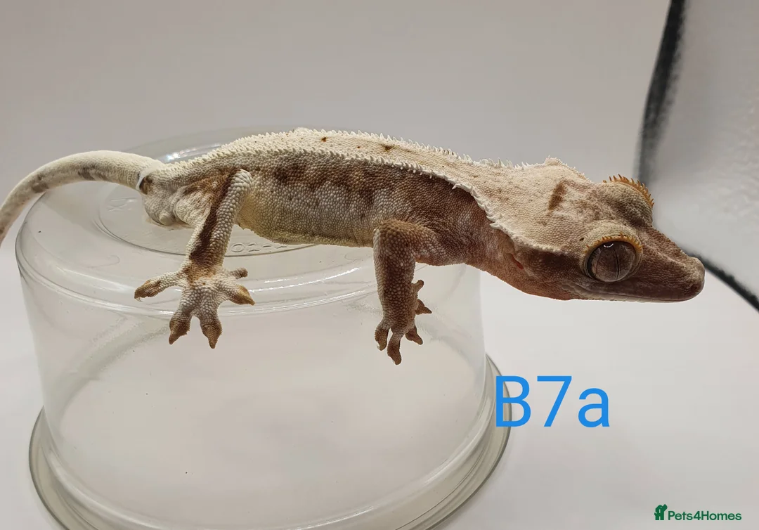 Gecko reptiles for sale: Sub adult crested geckos - Advert 19