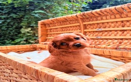 Cavalier King Charles Spaniel dogs for sale: Quality KC Health Tested Ruby CKCS Pups For  Sale - Image 23