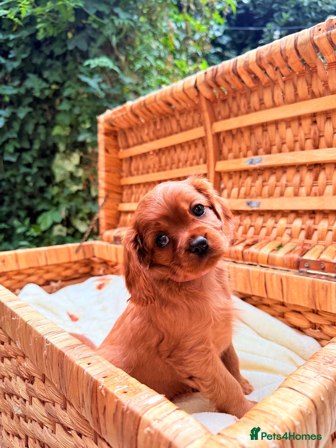 Cavalier King Charles Spaniel dogs for sale: Quality KC Health Tested Ruby CKCS Pups For  Sale - Image 23