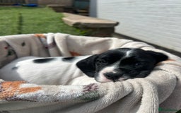 Mixed Breed dogs for sale: long haired Boxapoints - Image 14