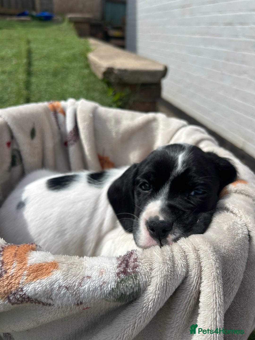 Mixed Breed dogs for sale: long haired Boxapoints - Image 14