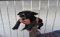 American Bull Staffy dogs for sale: Adorable American Staffordshire Terrier Puppies - Image 2