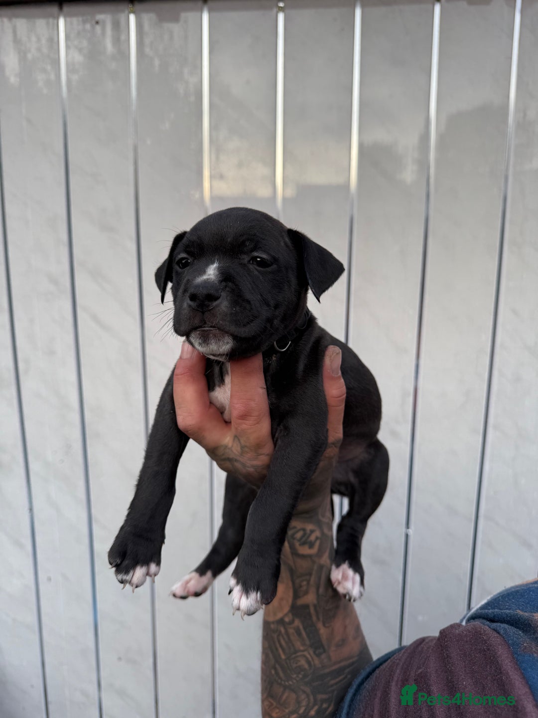 American Bull Staffy dogs for sale: Adorable American Staffordshire Terrier Puppies - Image 2