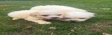 Cavapoochon 4