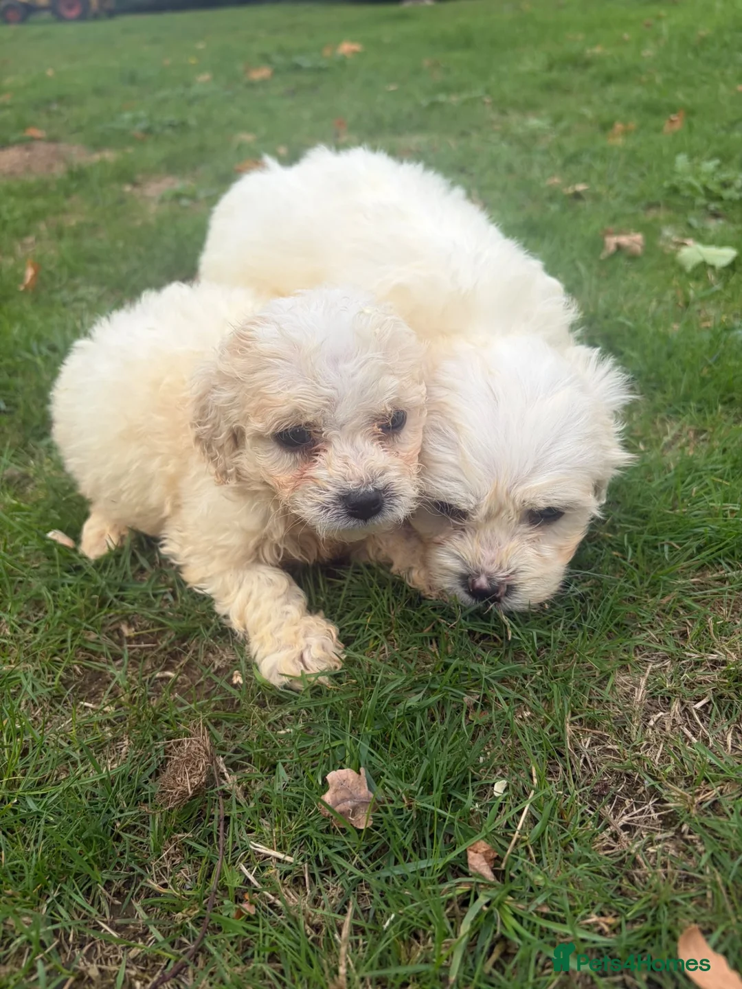 Cavapoochon dogs for sale: Cavapoochon puppies  - Advert 11