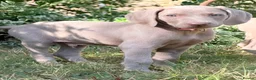 Weimaraner dogs for sale: Handsome male KC Registered Weimaraner pups  - Advert 13