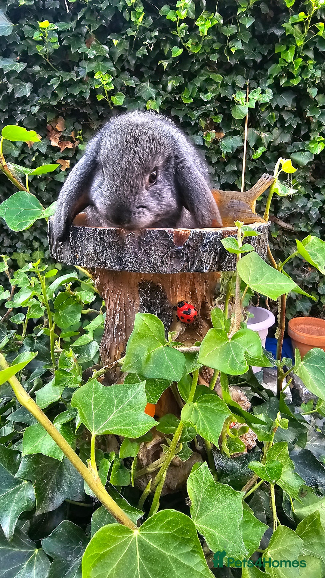 French Lop rabbits for sale: French Lop Bunnies 🐰  - Image 23