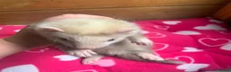 Ferret rodents for sale: Part Angora hob - Advert 3
