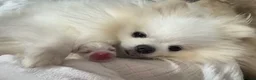 Pomeranian dogs for sale: *Stunning KC pure white boy from KC parents* - Advert 3