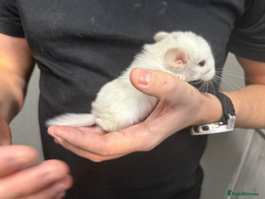 Chinchilla rodents for sale: Chinchilla Kits - Male & Female - Image 6
