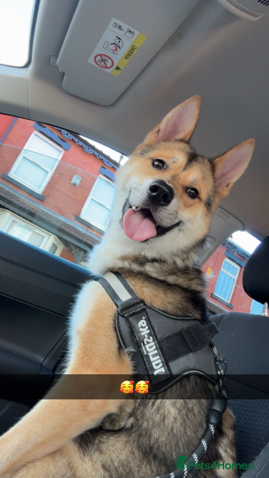 Huskita dogs for sale: Rocky Huskita - Advert 1