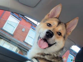 Huskita dogs Rocky Huskita - Advert 1