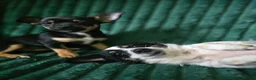 Chihuahua dogs for sale: Little Chihuahua Boy Looking for his forever home. - Advert 2