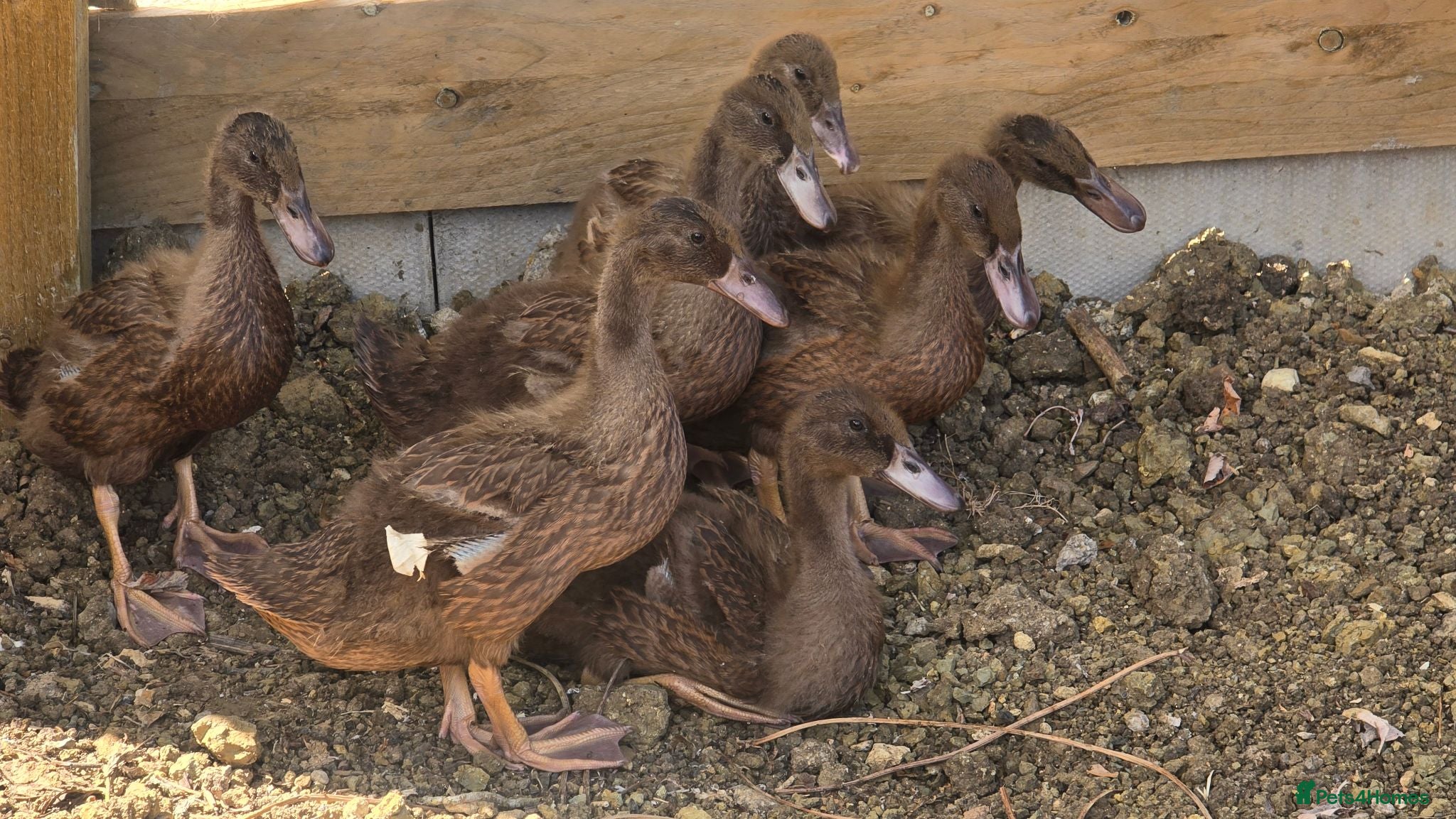 Ducks poultry Khaki campbell  - Advert 7