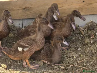 Ducks poultry Khaki campbell - Advert 6