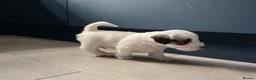 Sealyham Terrier dogs for sale: Sealyham Terrier puppies in Preston - Advert 10