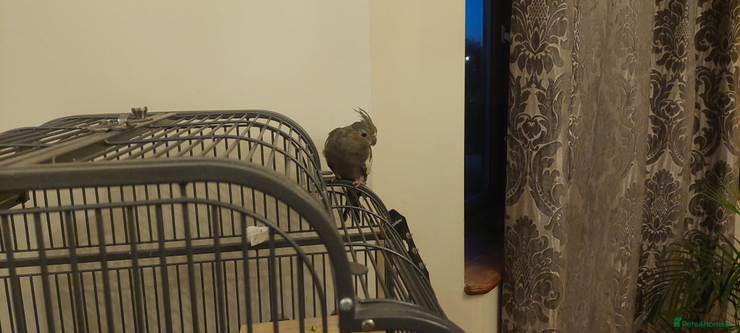 Cockatiels birds for sale: Grey cockatiel  - Advert 1