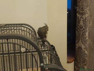 Cockatiels birds Grey cockatiel - Advert 1