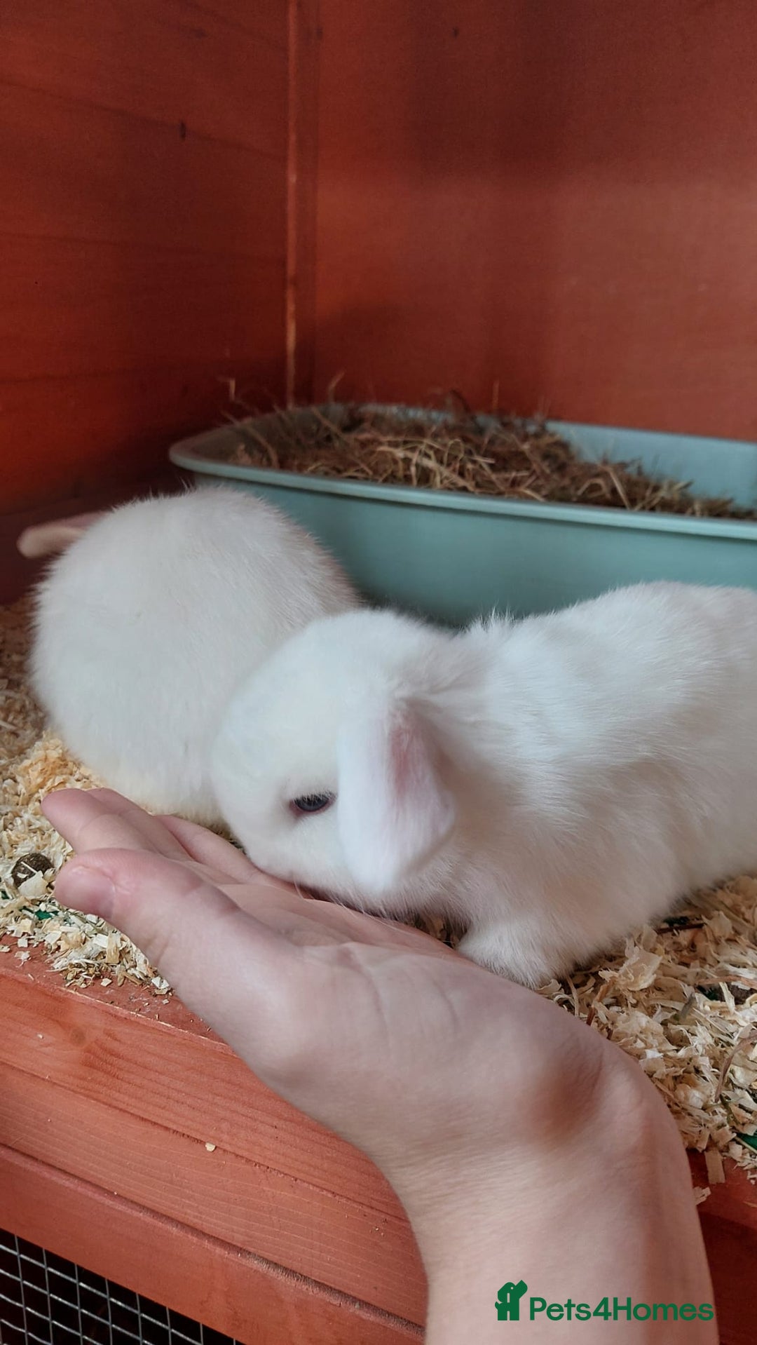 Mini Lop rabbits for sale: ❤️Purebread mini lops for sale❤️ - Advert 11