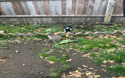 Himalayan rabbits for sale: Rabbit  - Image 2