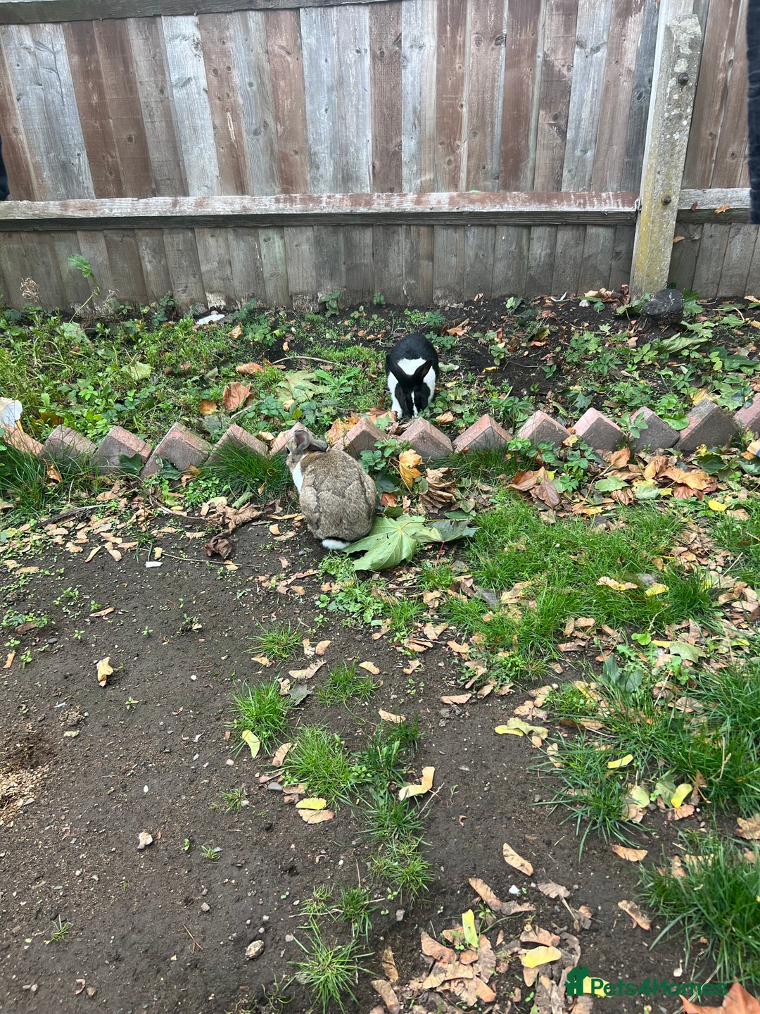 Himalayan rabbits for sale: Rabbit  - Image 2