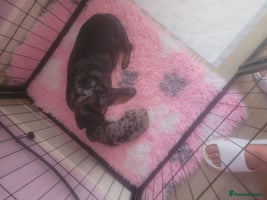 Miniature Dachshund dogs - Advert 10