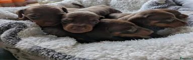 Dachshund 1
