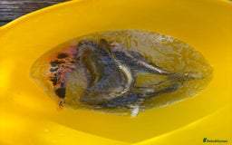 Koi Carp fish for sale: Pond fish carp/koi - Image 6