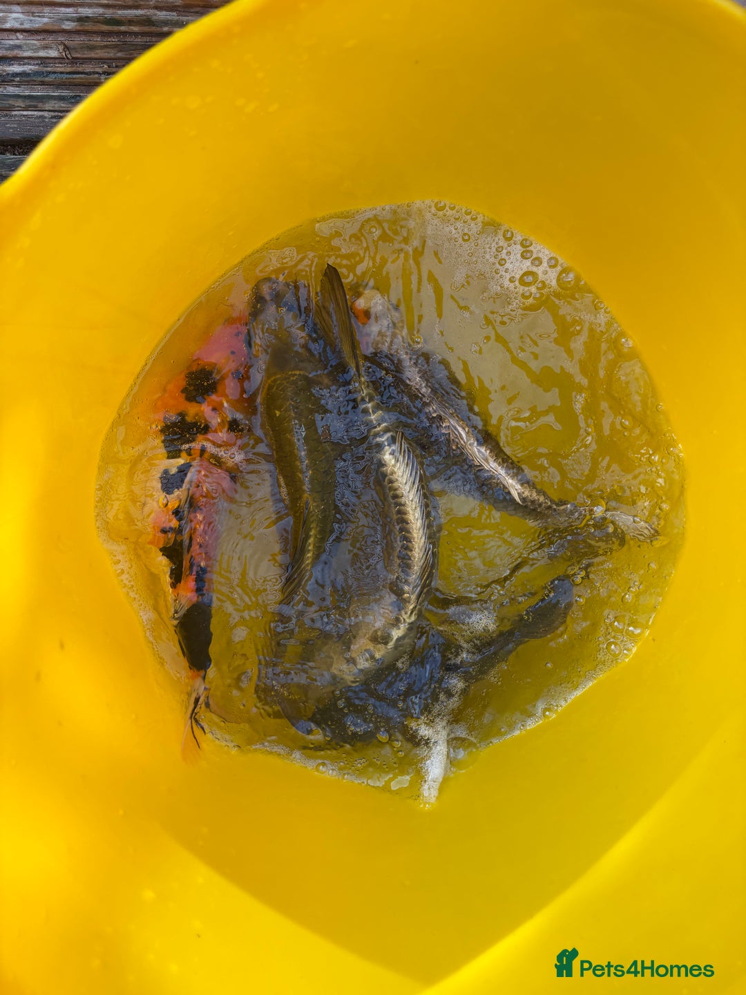 Koi Carp fish for sale: Pond fish carp/koi - Image 6