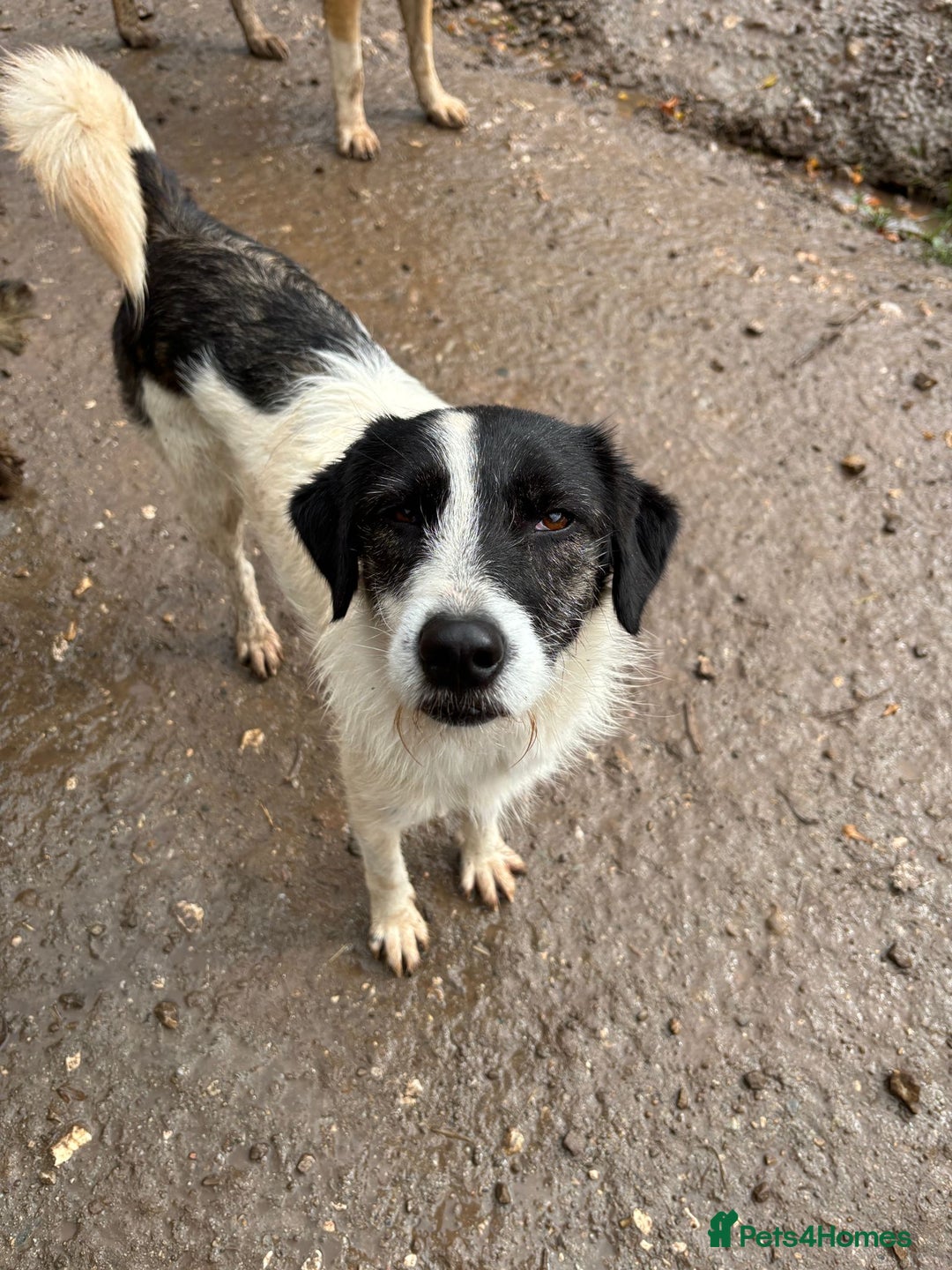Mixed Breed dogs for adoption: Poppy ❤️ - Advert 4