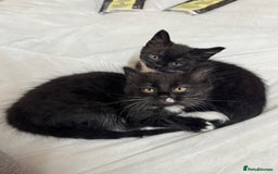 British Shorthair cats for sale: Two beautiful female kittens for sale  - Image 3