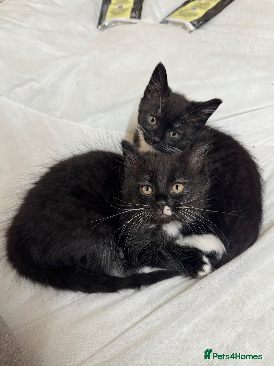 British Shorthair cats for sale: Two beautiful female kittens for sale  - Image 3