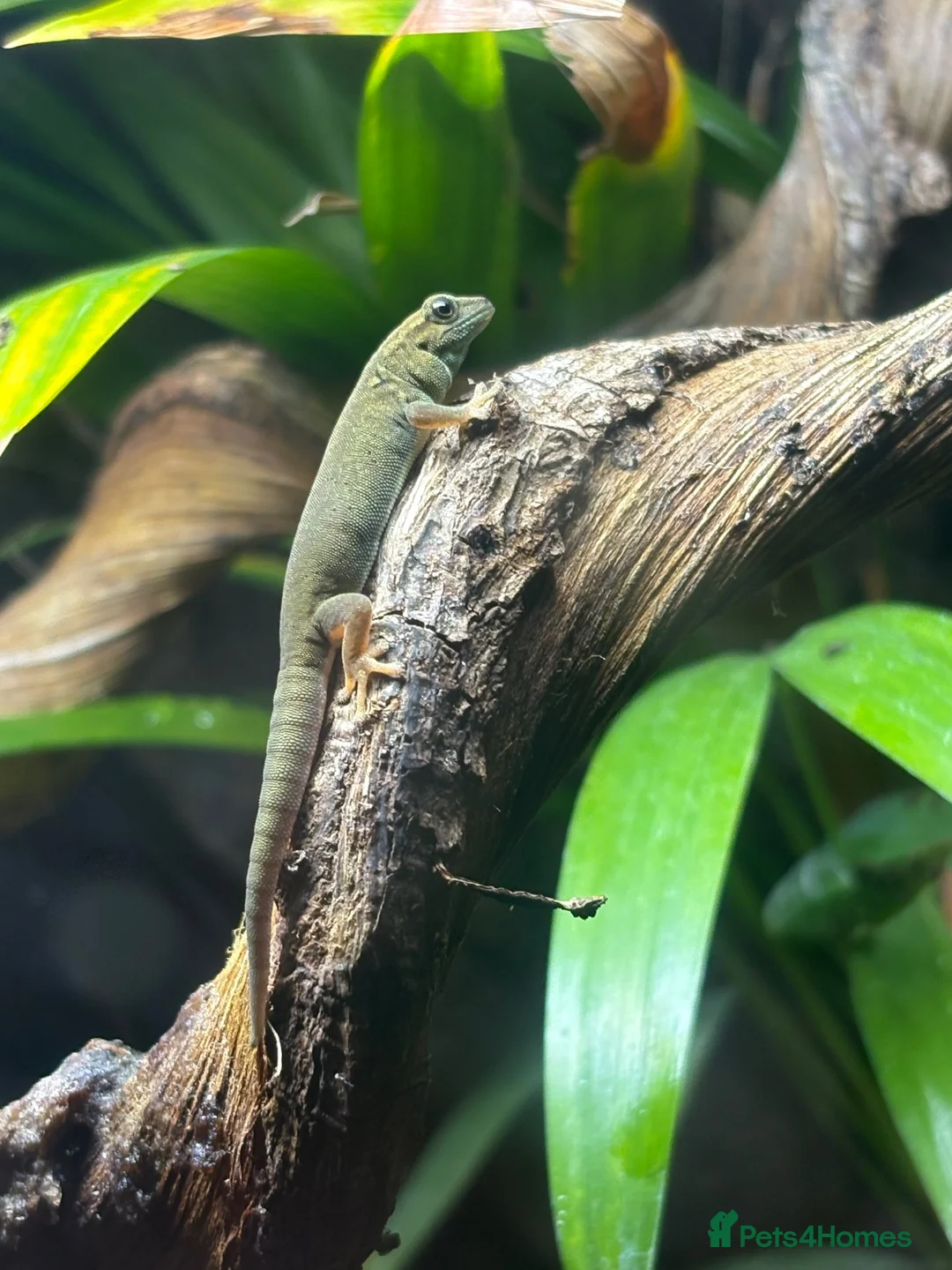 Gecko reptiles for sale: Electric blue day gecko (Williamsi) in Welling - Advert 1