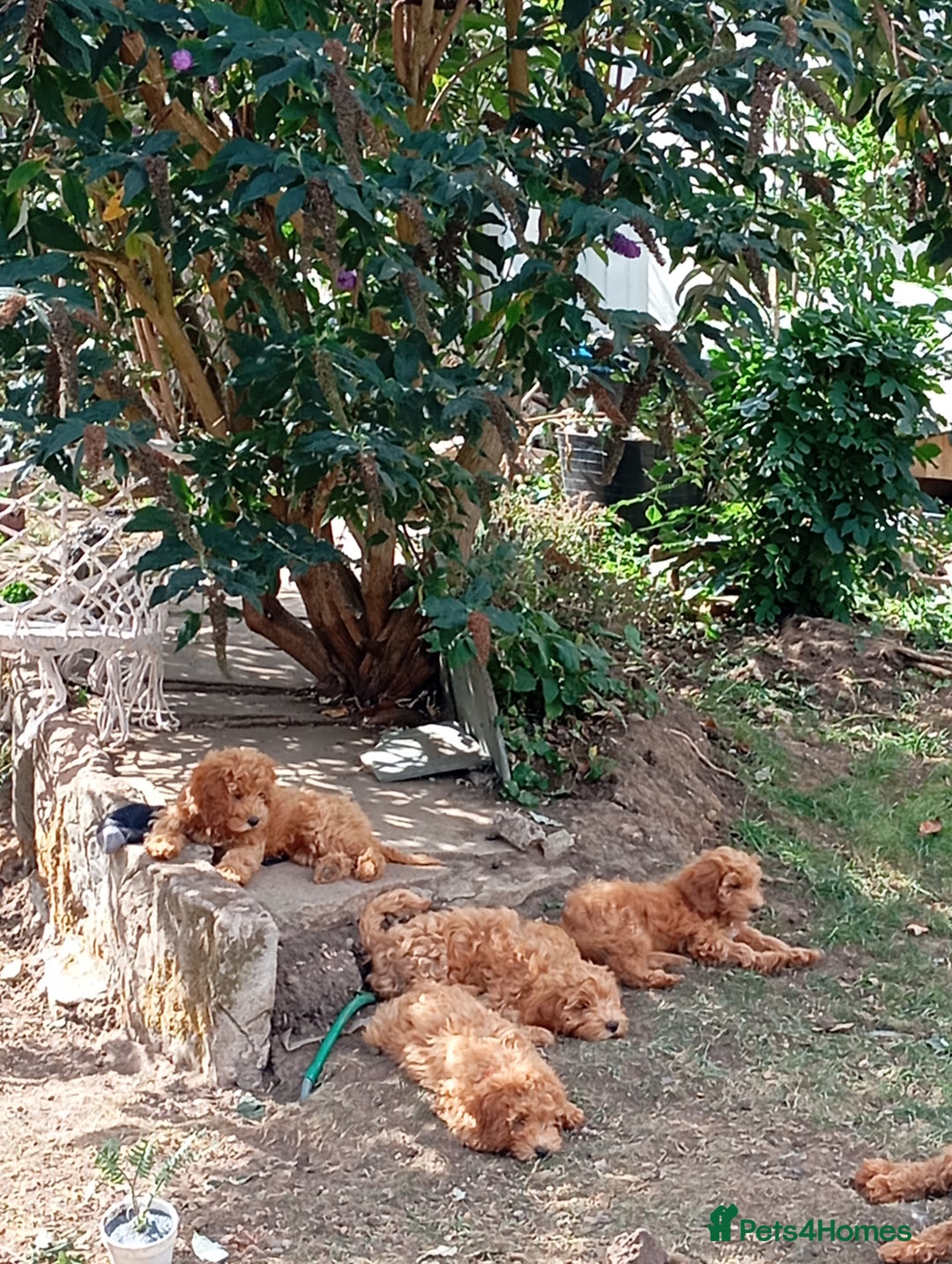 Cockapoo dogs for sale: Beautiful family of cockerpoos - Image 26
