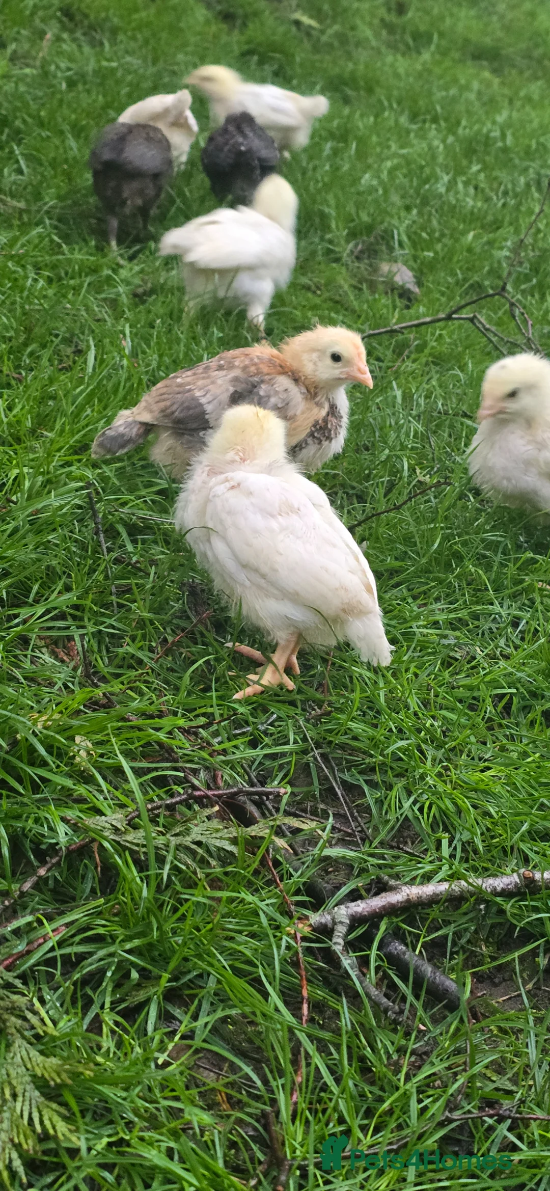 Chickens poultry for sale: Unsexed chicks. in Bradford - Advert 2