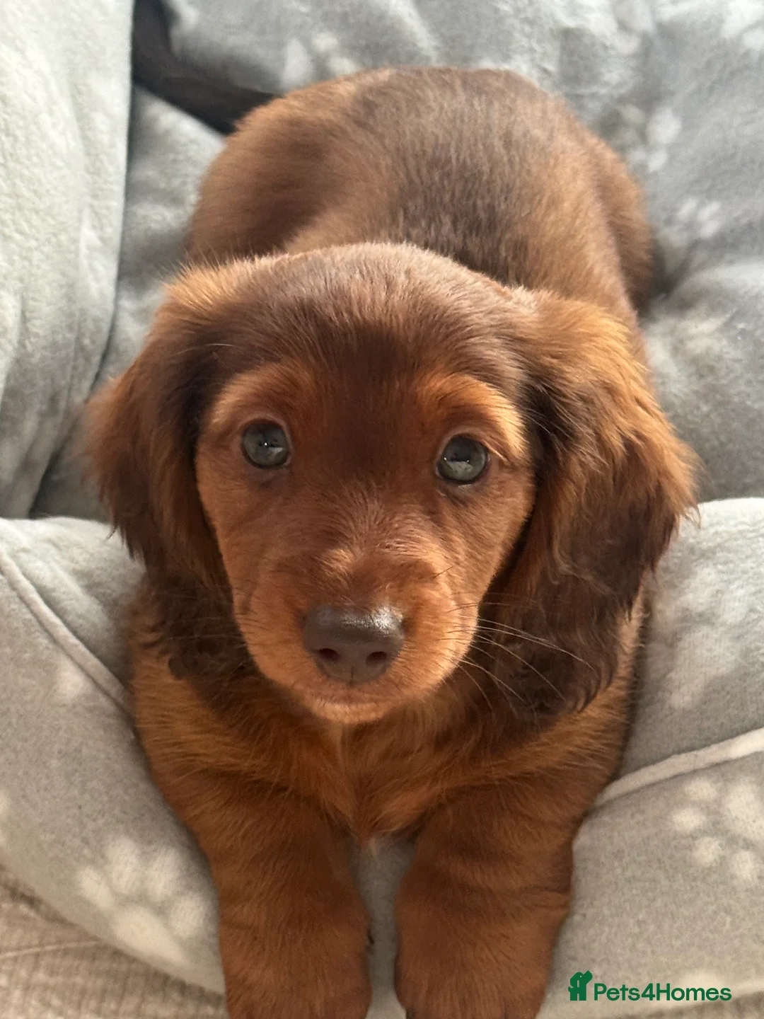 Miniature Dachshund dogs for sale: Long Haired ( Choclate Based ) Mini Dachshunds  - Advert 20