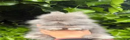 Angora rabbits for sale: Beautiful Full Faced English Angora Boy - Advert 4