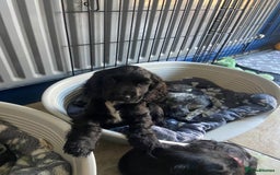 Cocker Spaniel dogs for sale: Show cocker spaniel pups  - Image 10