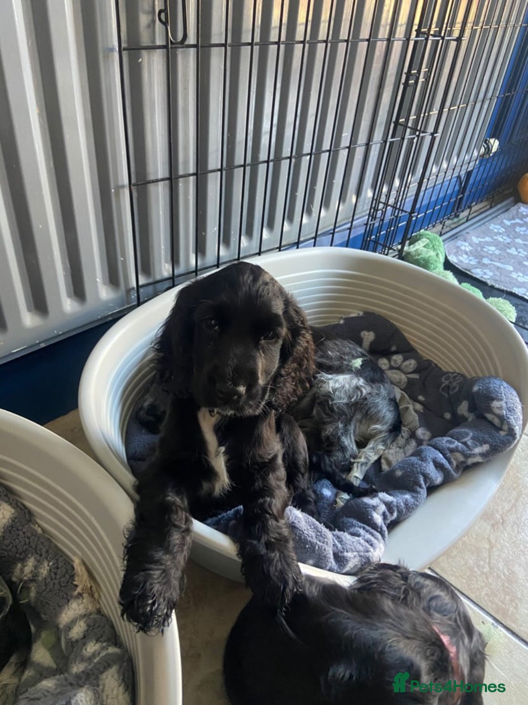 Cocker Spaniel dogs for sale: Show cocker spaniel pups  - Image 10