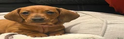 Dachshund dogs for sale: Outstanding show quality standard smooth dachshund - Advert 9
