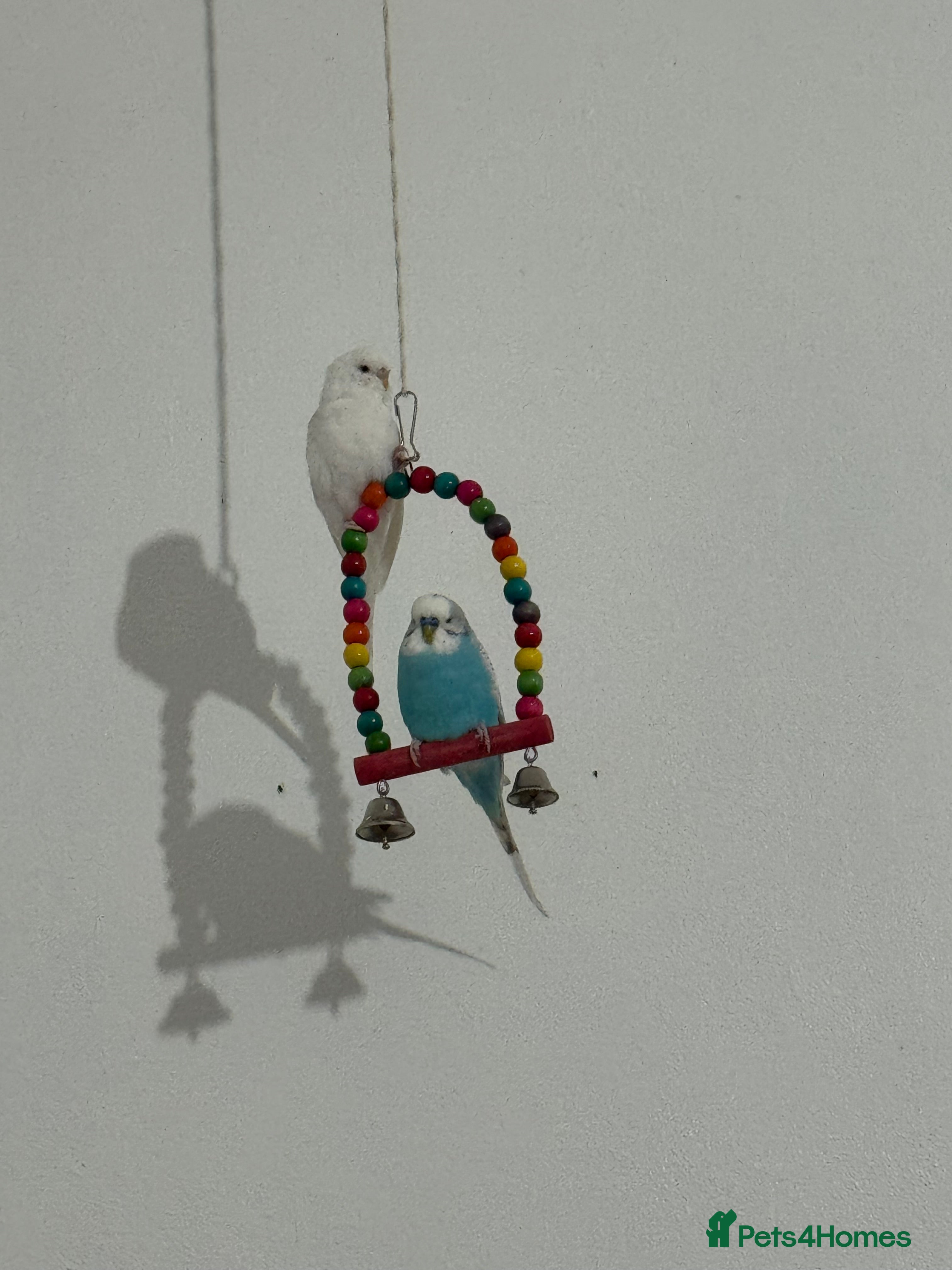 Parakeets birds Parakeets - Advert 1