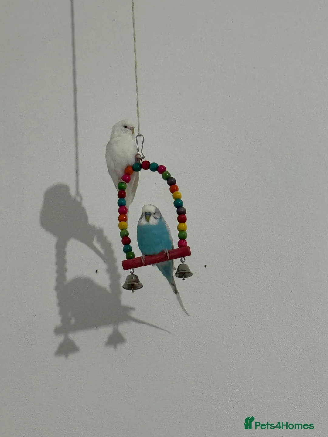 Parakeets birds for sale: Parakeets in London - Advert 1