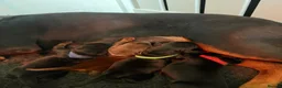 Dobermann dogs for sale: Beautiful, Healthy Doberman Puppies  - Advert 2