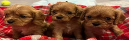 Cavalier King Charles Spaniel dogs for sale: ❤️KC REGISTERED HEALTH CLEAR CAVALIER PUPPIES❤️ - Advert 1