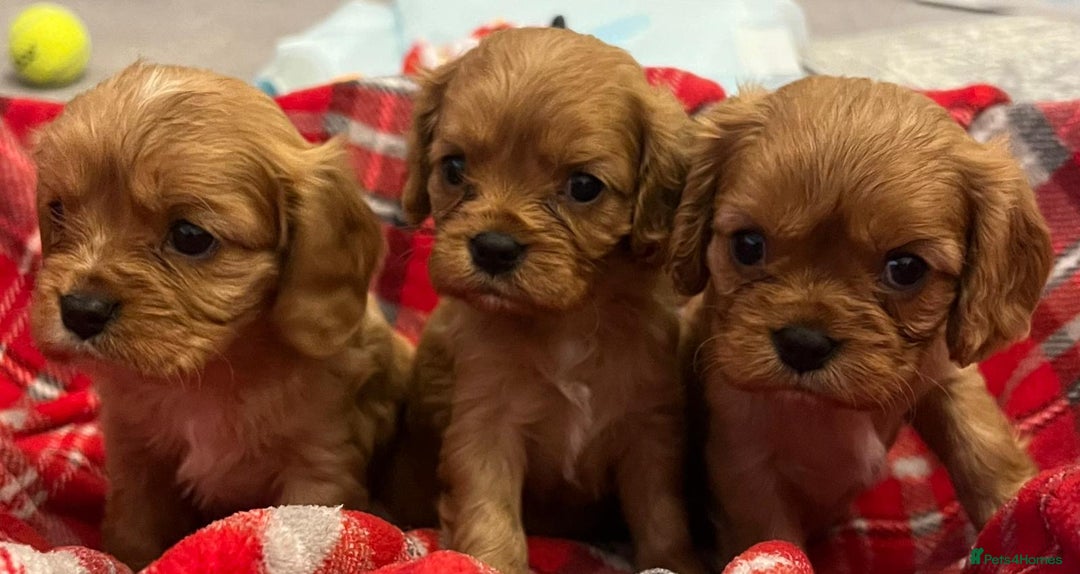 Cavalier King Charles Spaniel dogs for sale: ❤️KC REGISTERED HEALTH CLEAR CAVALIER PUPPIES❤️ - Advert 1