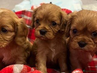 Cavalier King Charles Spaniel dogs ❤️KC REGISTERED HEALTH CLEAR CAVALIER PUPPIES❤️ - Advert 11