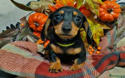Miniature Dachshund dogs for sale: Beautiful Black & Tan Mini Dachshunds PRA clear - Image 6