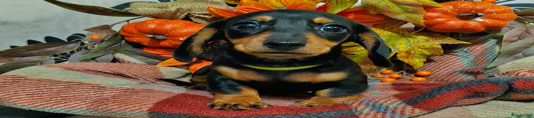 Miniature Dachshund Puppy 2