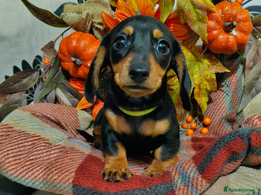 Miniature Dachshund dogs for sale: Beautiful Black & Tan Mini Dachshunds PRA clear - Image 6